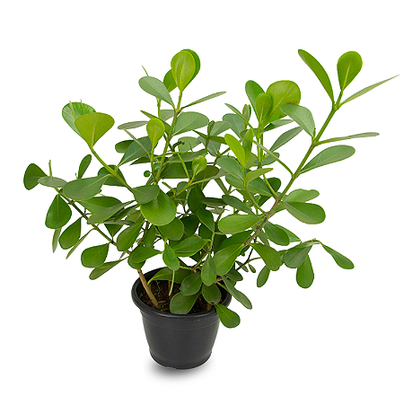 Clusia (Clusia fluminensis) KIT 20 unidades