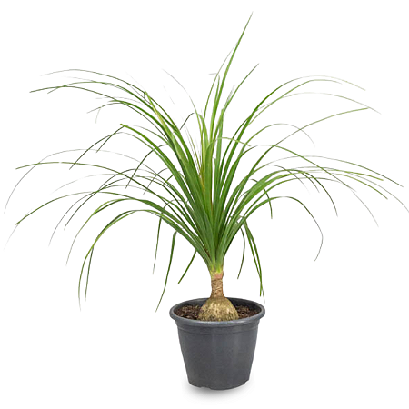 Pata de Elefante (Beaucarnea recurvata)