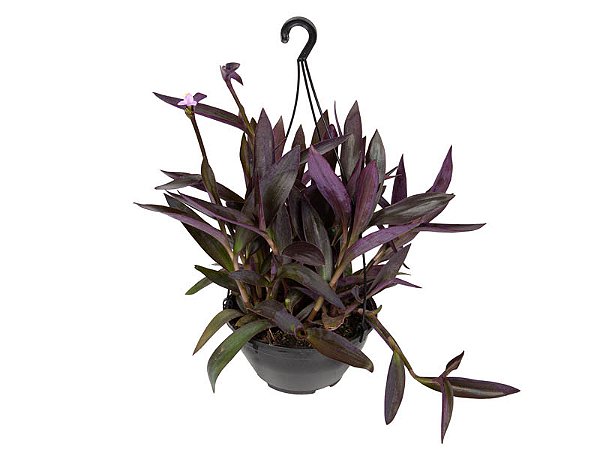 Trapoeraba Roxa (Tradescantia pallida)