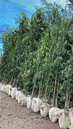 Podocarpo (Podocarpus) - mudas de 1 a 3 metros