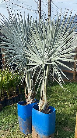 Palmeira Azul (Bismarckia nobilis)