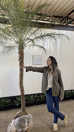 Palmeira Fenix (Phoenix Roebelenii)