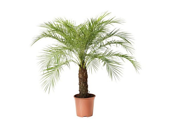 Palmeira Fenix (Phoenix Roebelenii)