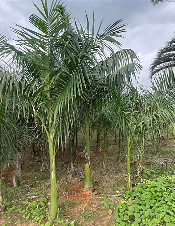 Palmeira Imperial - de 1 a 5 metros (vários tamanhos)