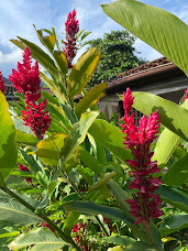 Alpinia Purpurata