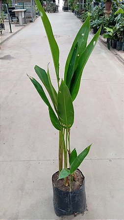 Helicônia Papagaio (Heliconia Psittacorum)