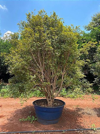 Jabuticabeira Adulta