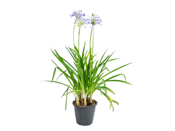 Agapanto Azul (Agapanthus africanus)