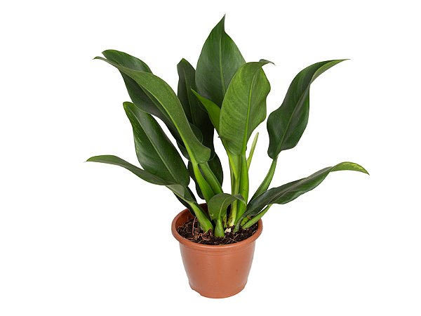 Filodendro Pacová (Philodendron martianum)