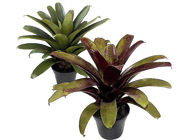 Bromélia Imperial (Alcantarea imperialis)