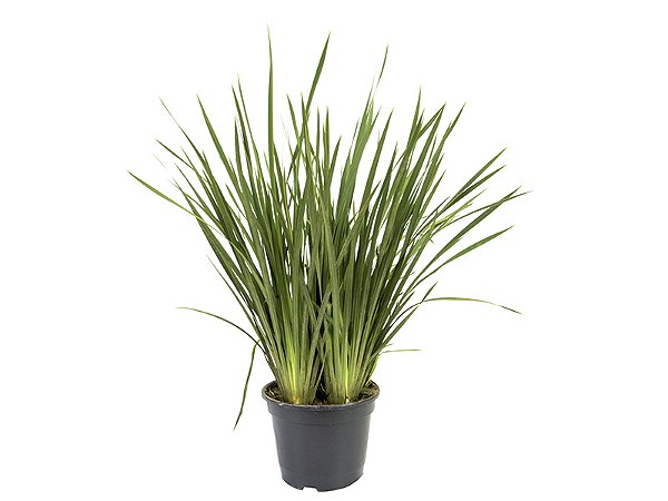 Moréia Branca (Dietes iridioides)