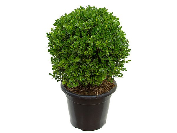Buxinho (Buxus sempervirens)