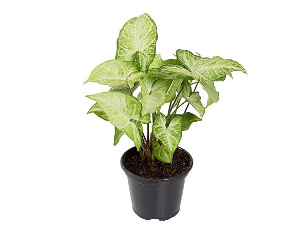 Singônio (Syngonium angustatum)