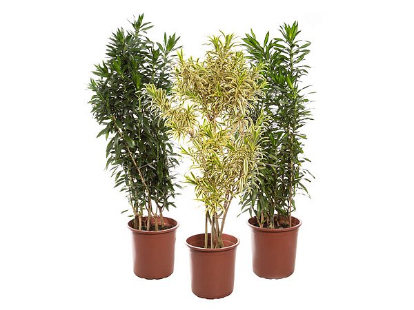 Pleomele (Dracaena reflexa)