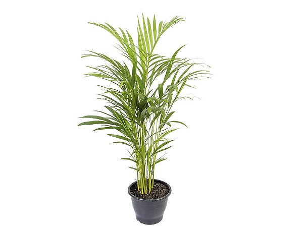 Palmeira Areca Bambu
