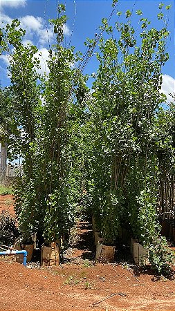 Álamo (Populus nigra)