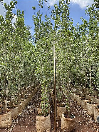 Álamo (Populus nigra)