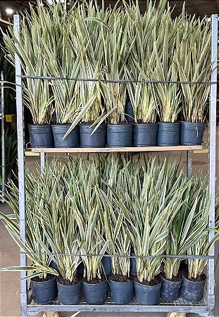 Dionela (Dianella tasmanica)