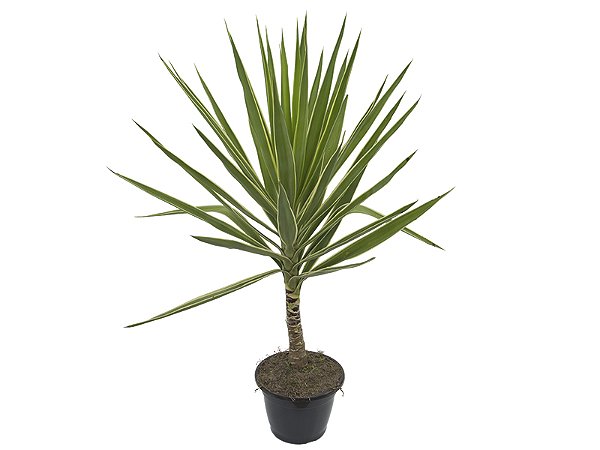Yucca
