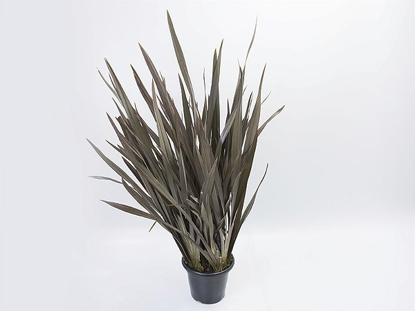 Fórmio phormium roxo