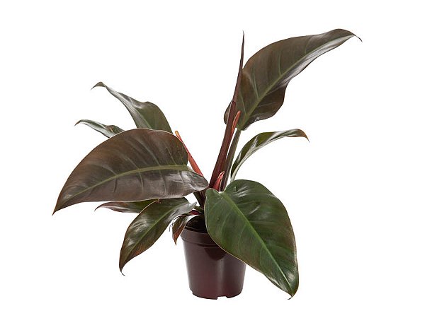 Philodendron Rojo Congo
