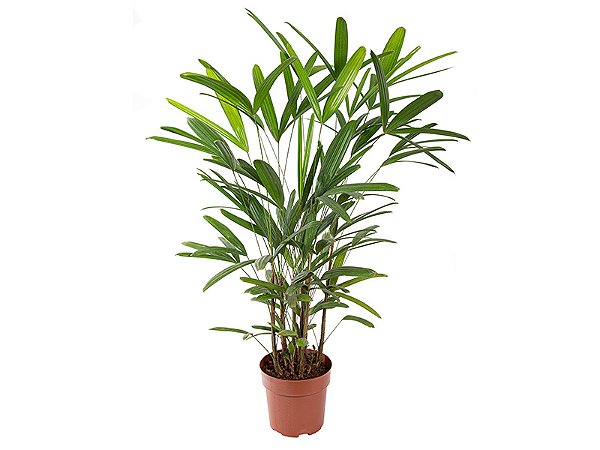 Palmeira rafis (Raphis excelsa)