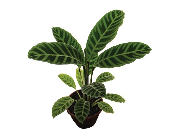 Maranta zebrina