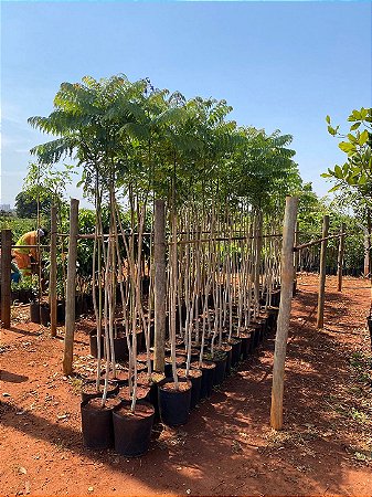 Jacarandá Caroba