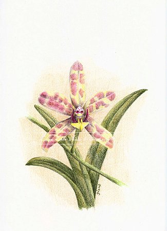 Desenho de Orquídea