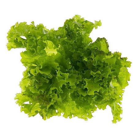 ALFACE CRESPA HIDRO UN