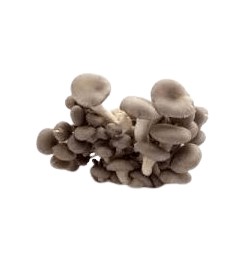 COGUMELO SHIMEJI PRETO UN