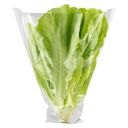 ALFACE LISA HIDRO UN