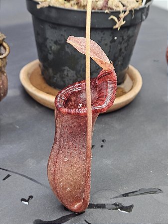 Nepenthes Lowii X Ventricosa - Planta Carnívora