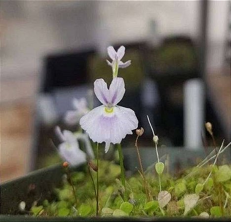 Utricularia Sandersonii Blue - Planta Carnívora