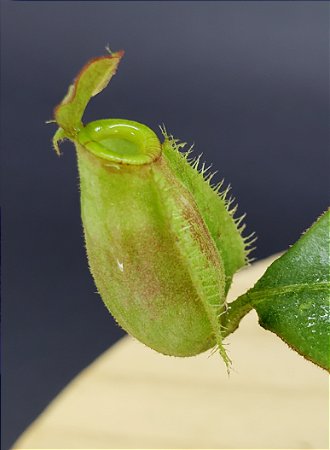 Plantas Carnívoras - Plantas Carnívoras