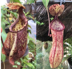 Nepenthes Rafflesiana Gigantea X [(Viking x Hookeriana) x Gracilis] - Planta Carnívora