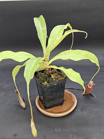 Nepenthes Mirabillis X (Viking x Black Miracle) - Planta Carnívora