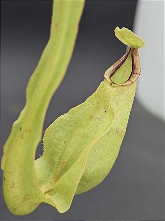 Nepenthes Mirabillis Wing X Bicalcarata - Planta Carnívora