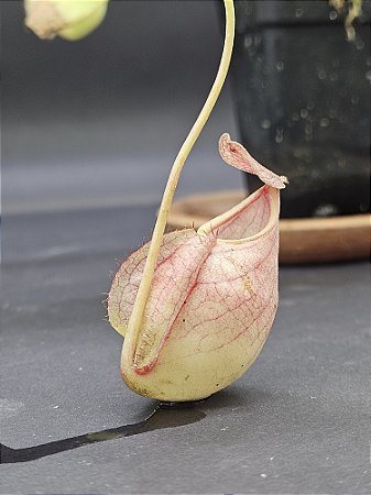 Nepenthes Mirabillis Wing Vik Ampullaria X (Viking x Hookeriana) - Planta Carnívora