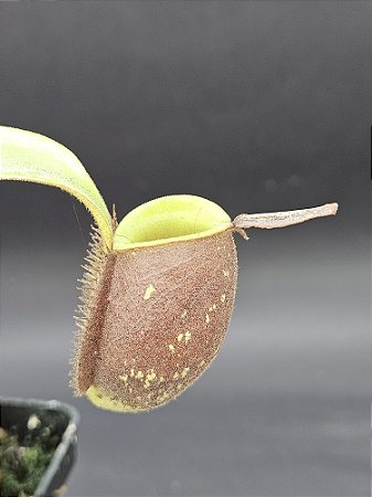 Nepenthes Ampullaria Red Striped X Ampullaria Black Miracle - Planta Carnívora