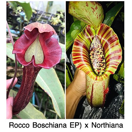 Nepenthes pokemon - Plantas Carnívoras