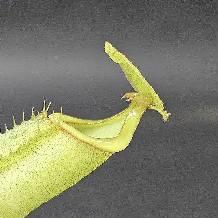 Nepenthes Bicalcarata