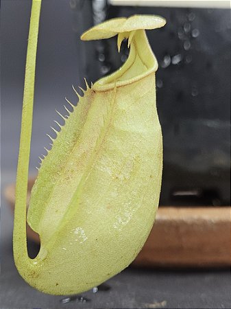 Nepenthes Bicalcarata