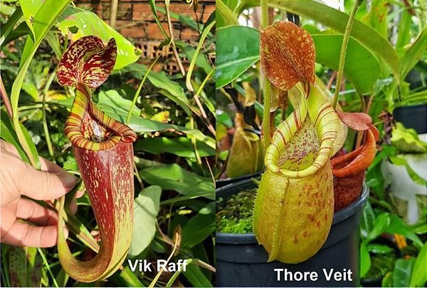 Nepenthes (Viking x Rafflesiana) x (Thorelii x Veitchii)