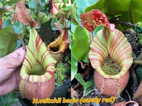 Nepenthes Veitchii (Bario x Candy Red)