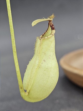 Nepenthes Mirabillis Wing X Bicalcarata - Planta Carnívora