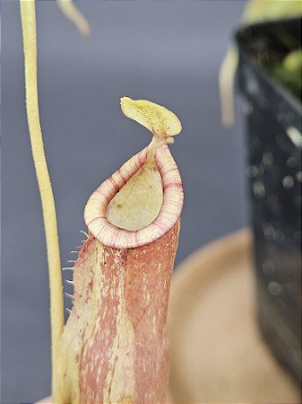 Nepenthes - Planta Carnívora