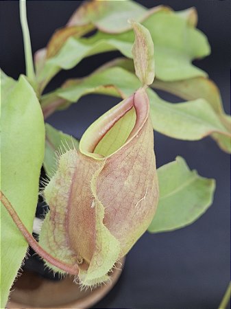 Nepenthes - (Mirra Wing x Vik Amp) X Vik Hook