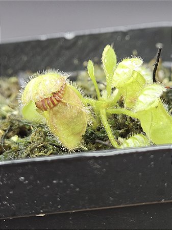 Cephalotus follicularis
