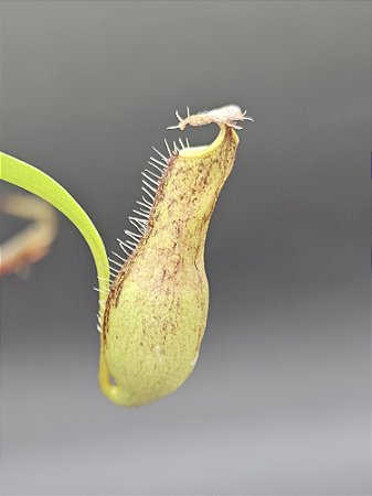 Nepenthes Gracilis Black